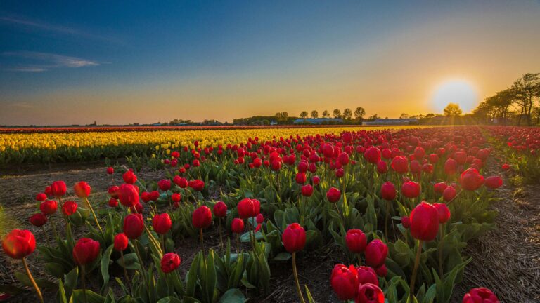 Top Reasons to visit the Netherlands in May: tulips festivals and travel tips.