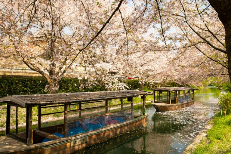 🌸Kyoto in April. Why Japan kyoto should be your next destination🌸